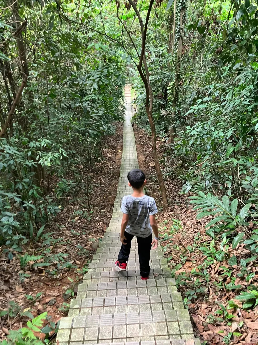 吉隆坡生态森林公园 KL Forest Eco Park 图片 9