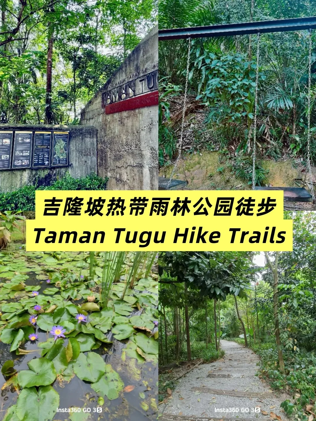吉隆坡市中心的原始森林！Taman Tugu徒步 图片 1