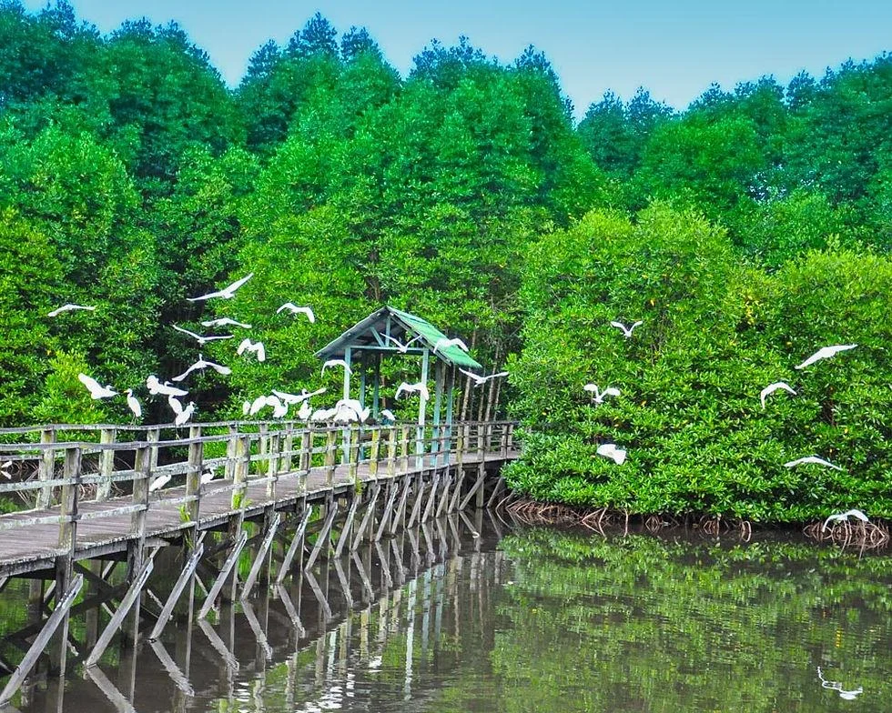 亚庇湿地红树林漫步 图片 3