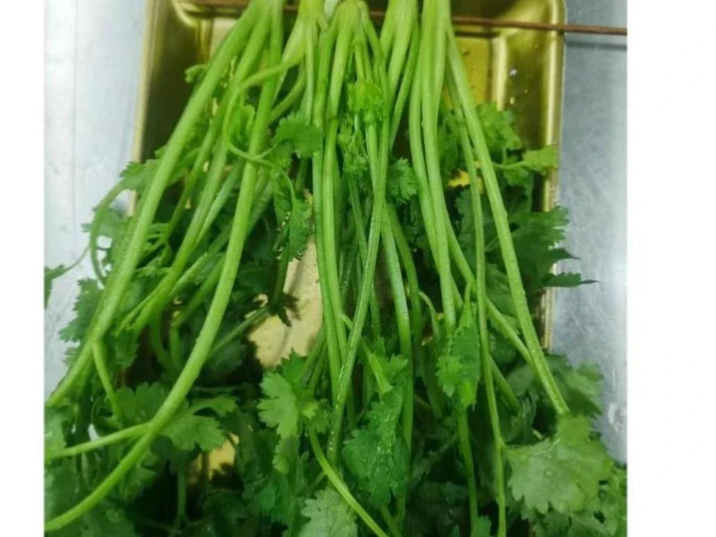 烤香菜(Roasted Cilantro）1串